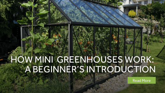 How Do Mini Greenhouses Work A Beginner?s Introduction