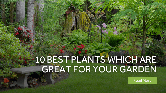 10 Best Plants Which Are Great For Your Garden