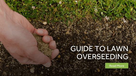 Guide To Lawn Overseeding