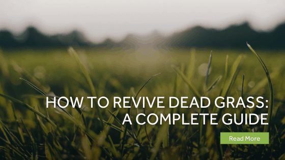 How To Revive Dead Grass A Complete Guide