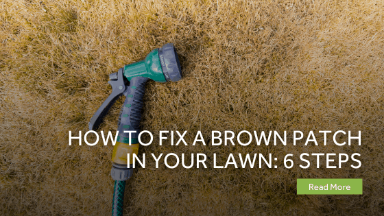 How To Fix A Brown Patch In Your Lawn 6 Steps