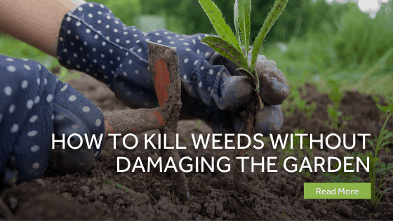 How To Kill Weeds Without Damaging The Garden