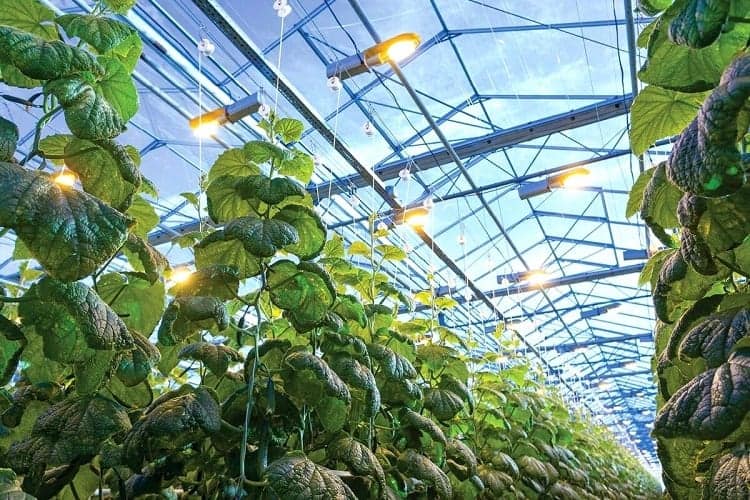 Greenhouse Lighting