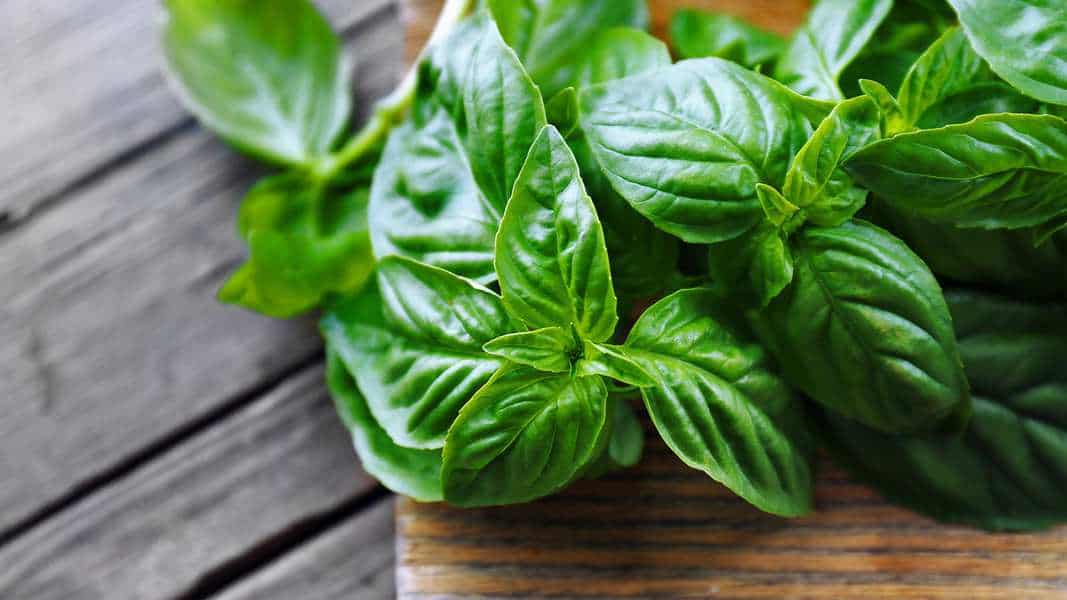 Basil Plant