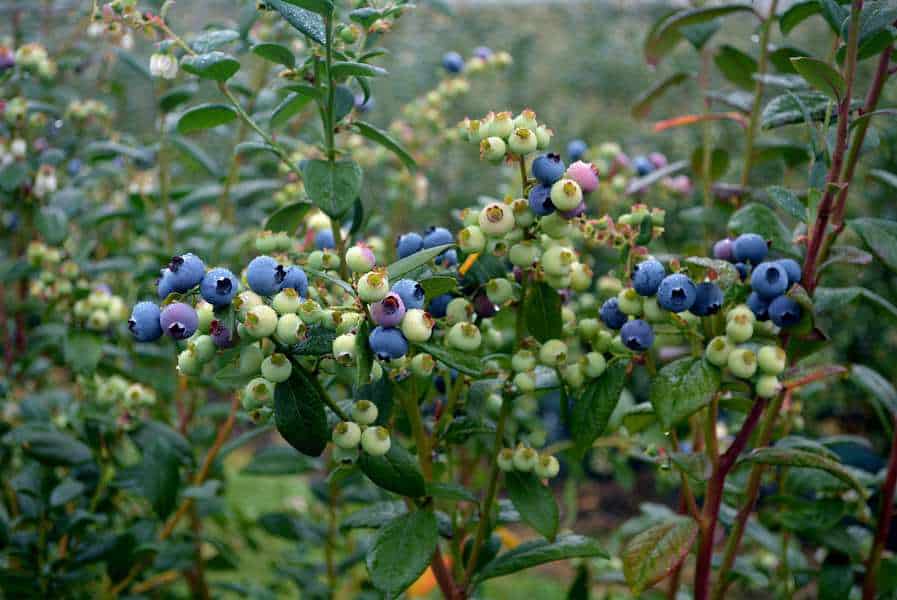 Blueberries low pH soil