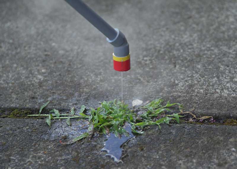 Boiling Water killing dandelions