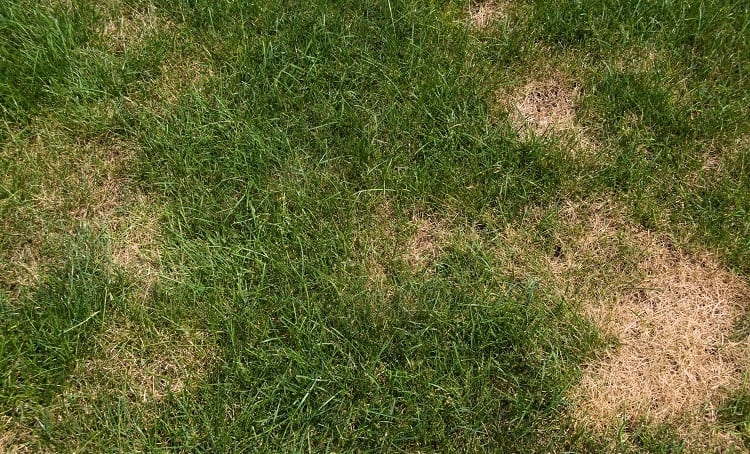 How to Fix a Brown Patch in Your Lawn: 6 Steps 4 Fungus in Grass