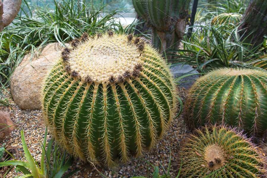 Cactus Plants