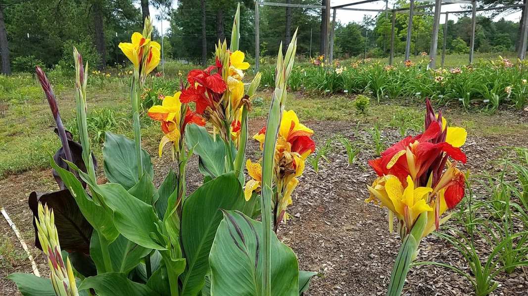 Canna Lily Plant