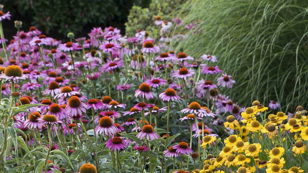 Coneflower Plant