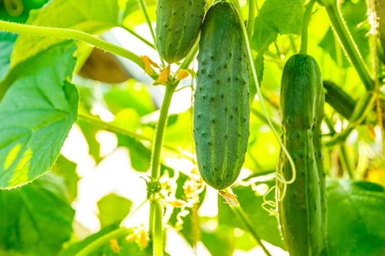 Growing Cucumbers