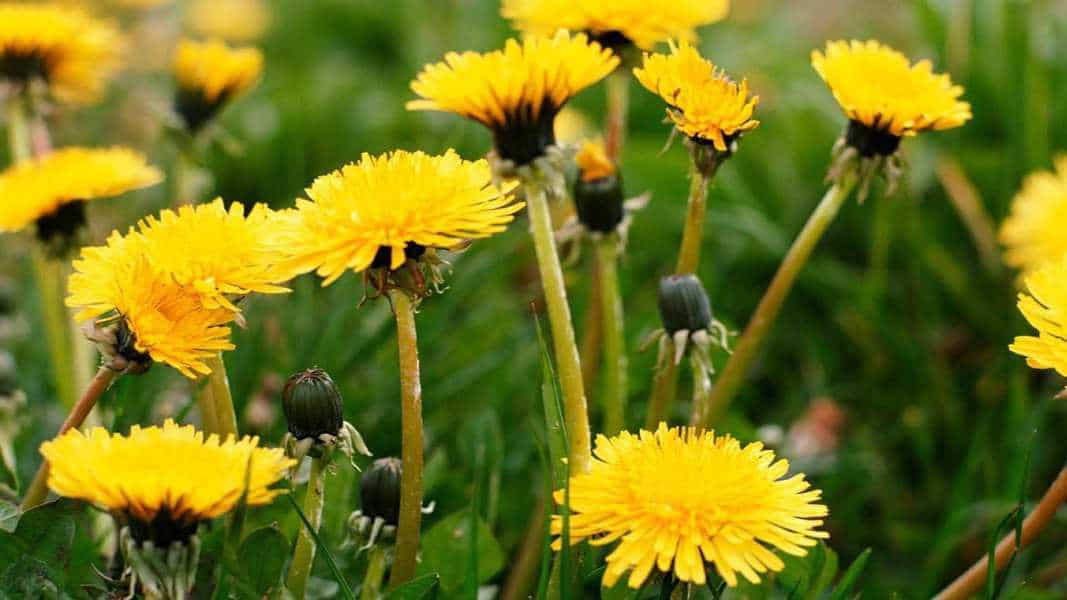 Should You Get Rid Of Dandelions GustafsGreenery
