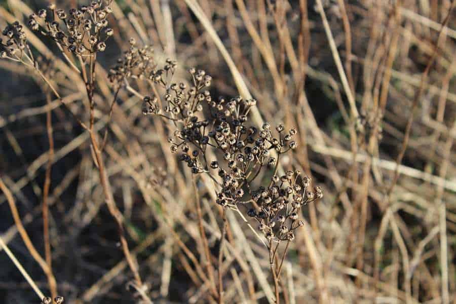 How To Prepare Garden Soil For Next Season 4 Removing Dead Garden Plants