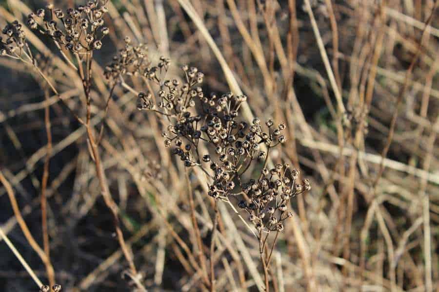 Removing Dead Garden Plants