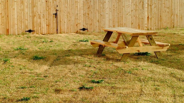 How To Revive Dead Grass: A Complete Guide 3 Yellow Lawn