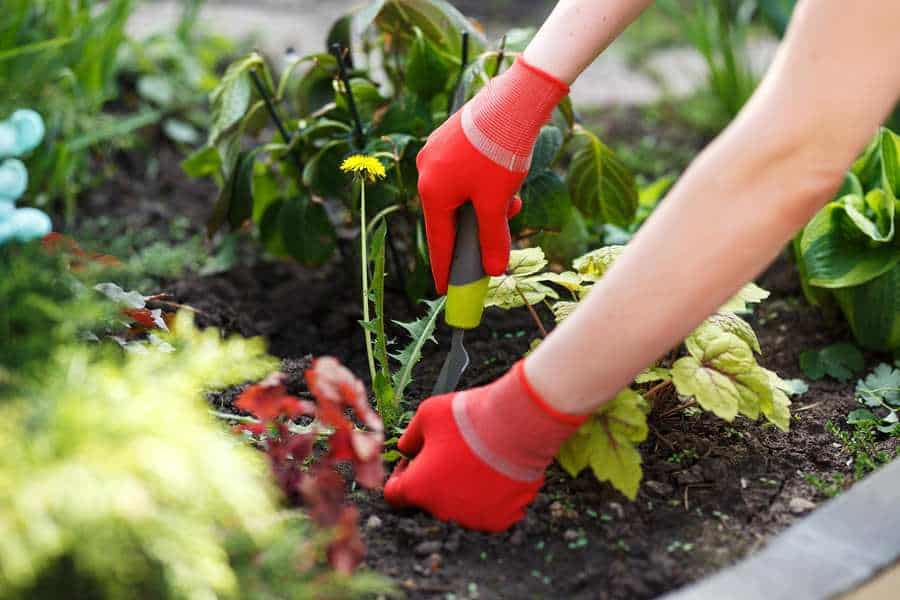 How to Kill Weeds Without Damaging The Garden? 5 Digging up weed
