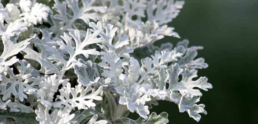 Dusty Miller Plant