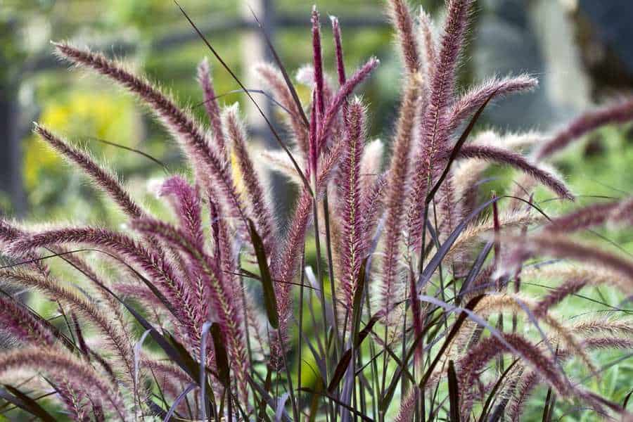 Fountain Grass Plant