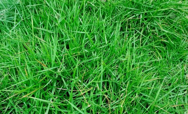 Bermuda Grass