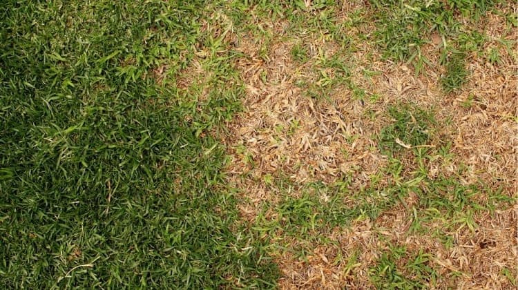 How to Fix a Brown Patch in Your Lawn: 6 Steps 9 Patchy Lawn