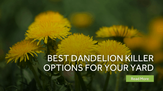 dandelion killer