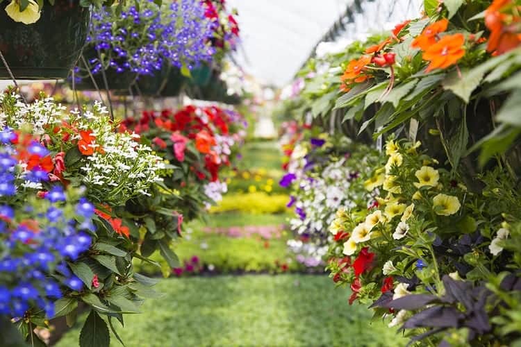 Flowers In Greenhouse