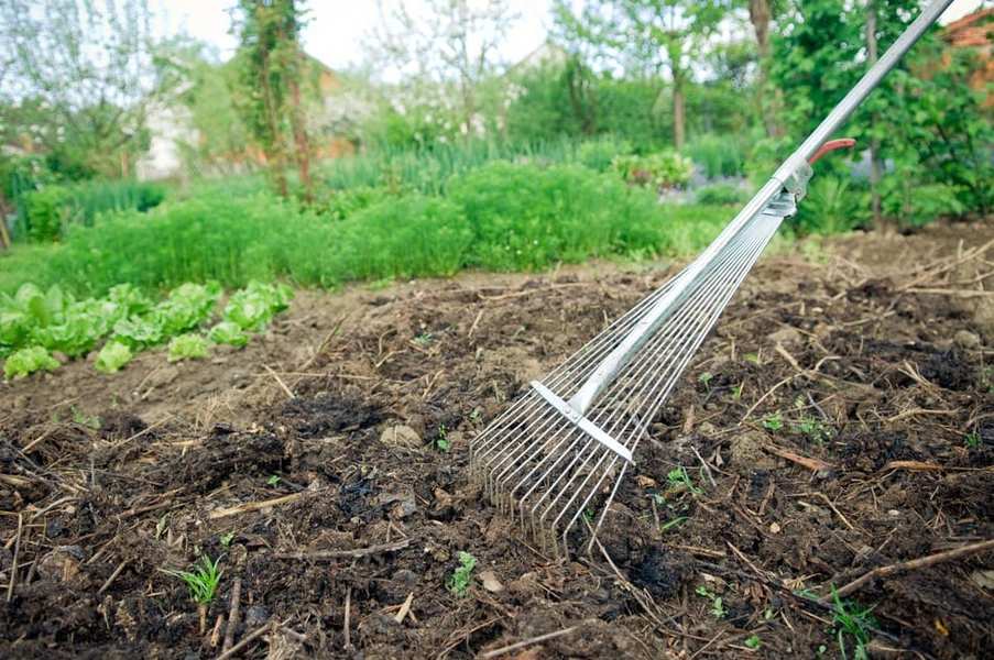 Vegetable Organic Vegetables