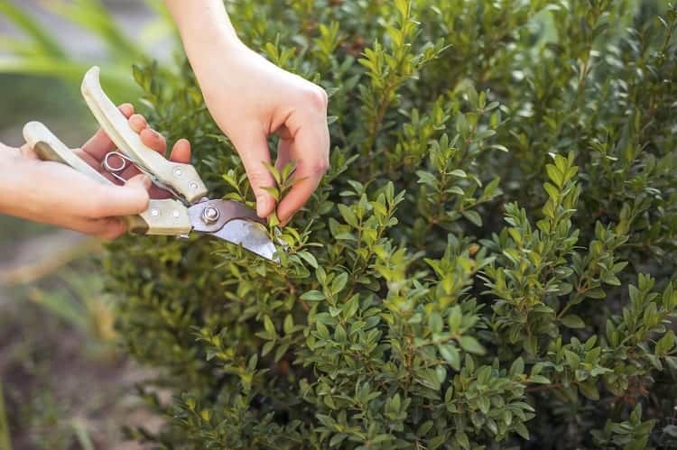 Pruning Garden Plant