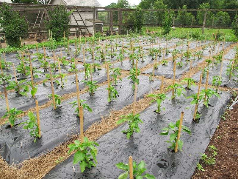 How to Kill Weeds Without Damaging The Garden? 7 The Solarizing Treatment