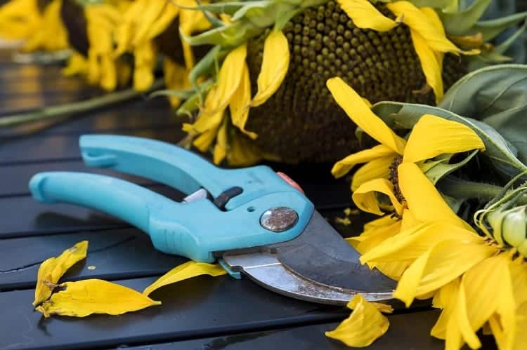Best Pruning Shears For Your Garden 16 Pruning Shears