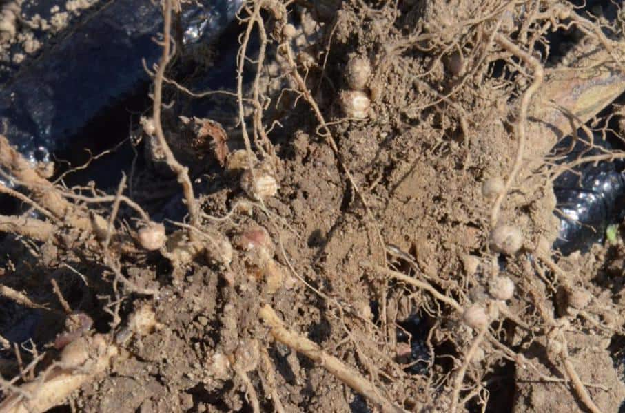 Good Bacteria In the Soil