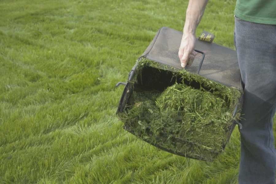 Grass Clippings as fertilizer