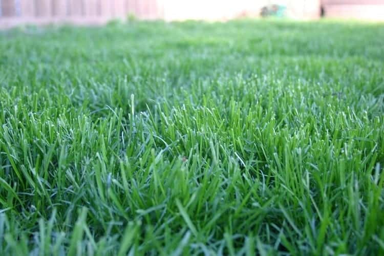 Kentucky Bluegrass