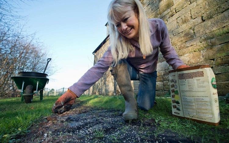 Guide To Lawn Overseeding 10 Woman Seeding