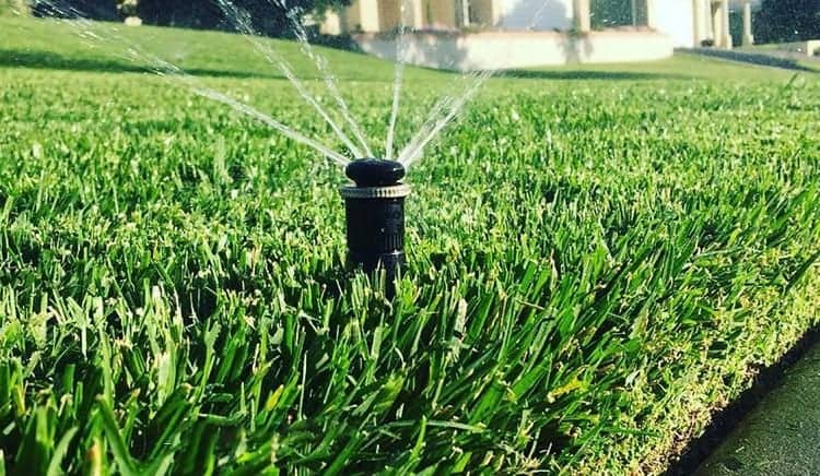 Watering Tall Fescue