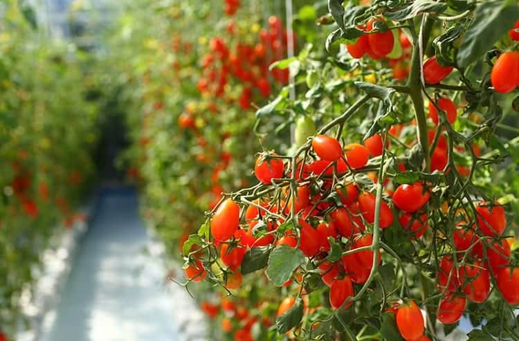 Tomatoes In Greenhouse