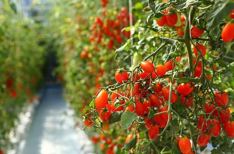 How do Mini Greenhouses work? A Beginner's Introduction 8 Tomatoes In Greenhouse