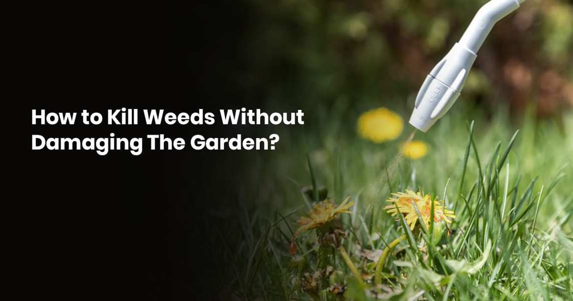 How To Kill Weeds Without Damaging The Garden? GustafsGreenery