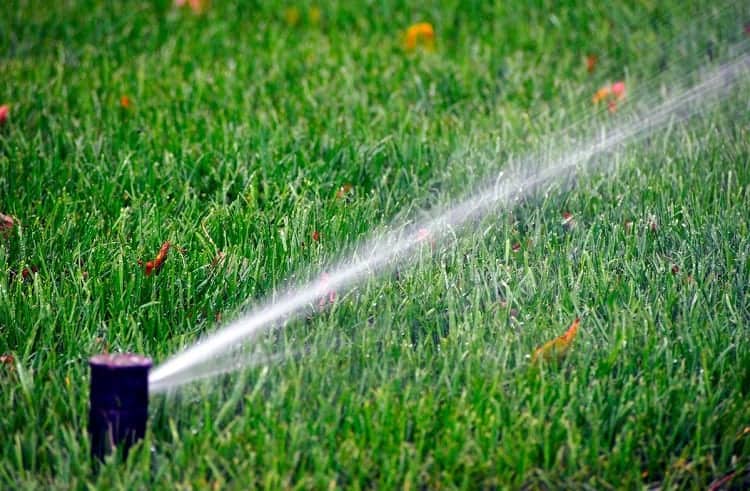 Watering Kentucky Bluegrass