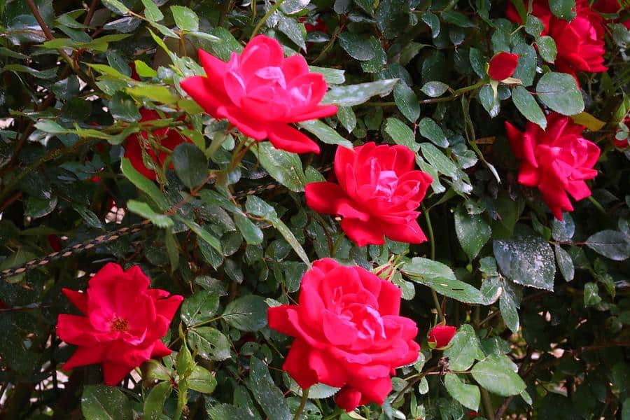 Knockout Roses 