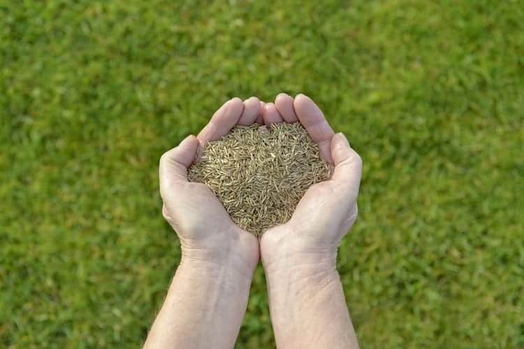 Guide To Lawn Overseeding 11 Seeds In Hands