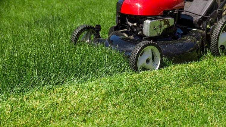 Mowing Lawn