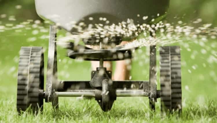Guide To Lawn Overseeding 3 Overseeding Lawn