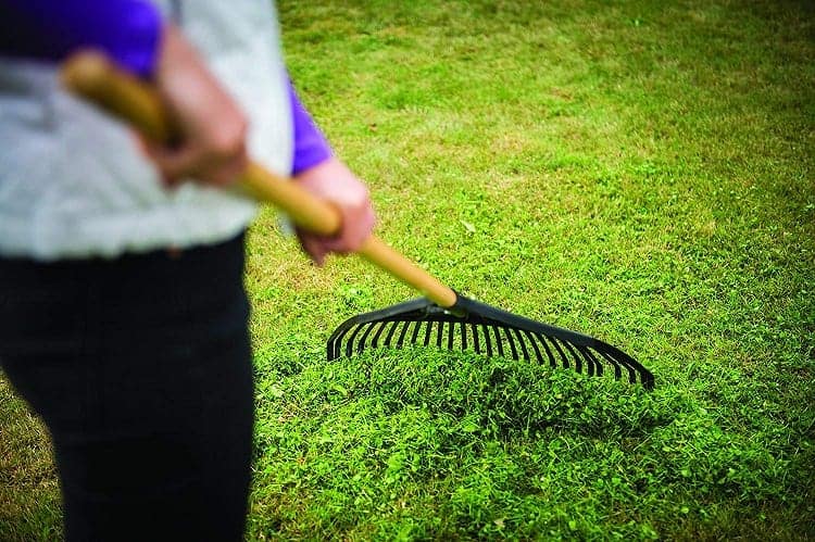 Guide To Lawn Overseeding 5 Raking Lawn