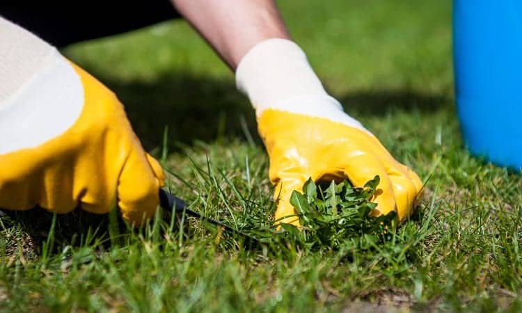 Cutting Weed In Grass