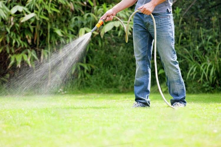 How To Revive Dead Grass: A Complete Guide 7 Man Watering Lawn