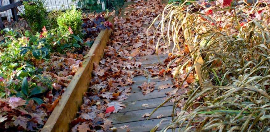 Clean up the leaves in the garden