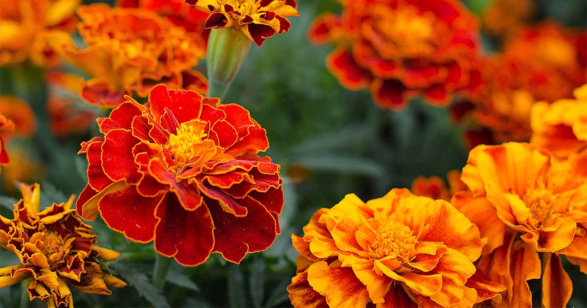 Marigolds Plants