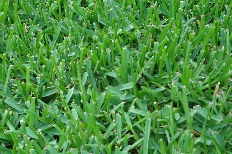 St Augustine Grass