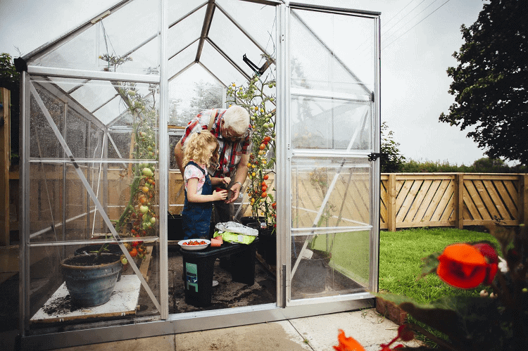 How do Mini Greenhouses work? A Beginner's Introduction 3 Grandpa And Grandaughter In Mini Greenhouse